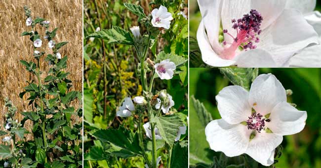 Fiche florale de la Guimauve officinale