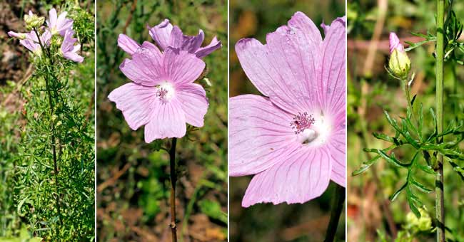 Fiche florale dela Mauve musque