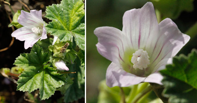 Fiche florale de la petite Mauve