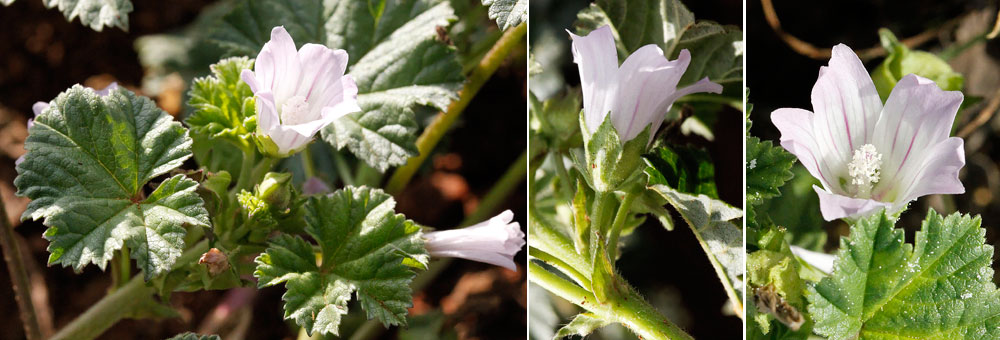 Fiche florale de la petite Mauve