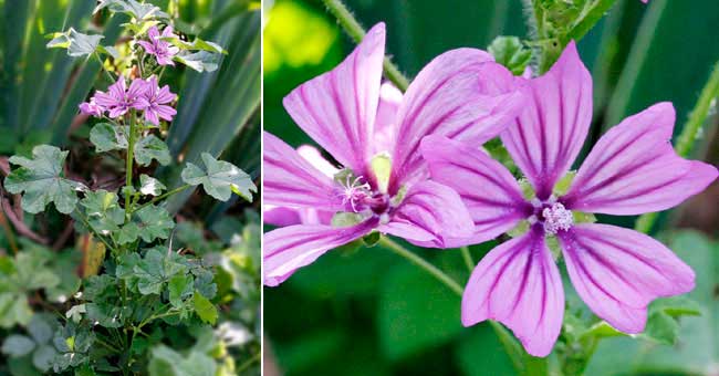 Fiche florale de la Mauve sylvestre