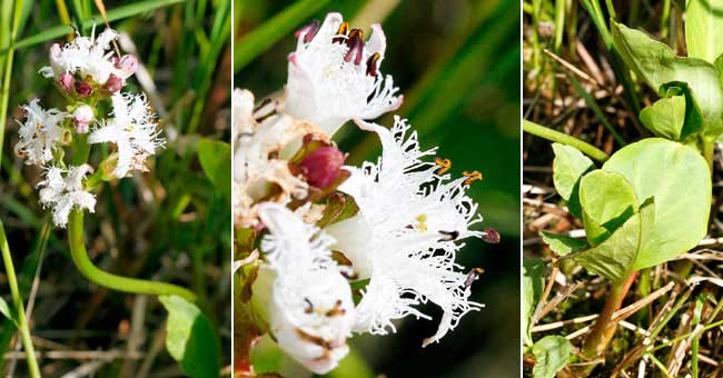 Fiche florale du Trfle d'eau