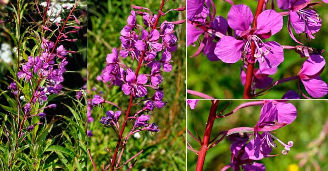 Fiche florale du Laurier de Saint-Antoine