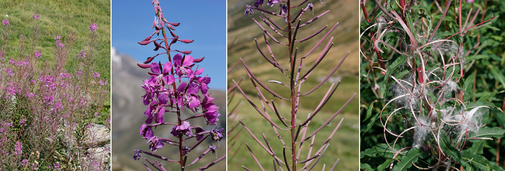 Fiche florale du Laurier de Saint-Antoine