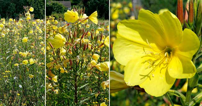 Fiche florale de l'Onagre bisannuelle