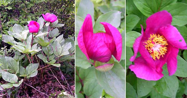 Fiche florale de la Pivoine coralline