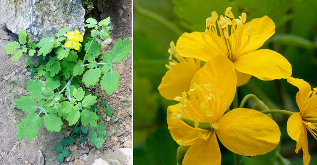 Fiche florale de la Chlidoine