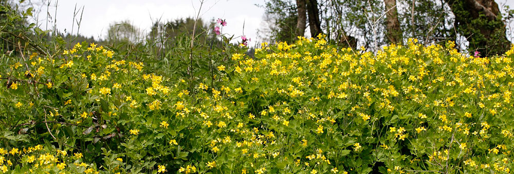 Fiche florale de la Chlidoine