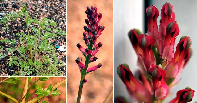 Fiche florale de la Fumeterre