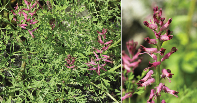 Fiche florale de la Fumeterre