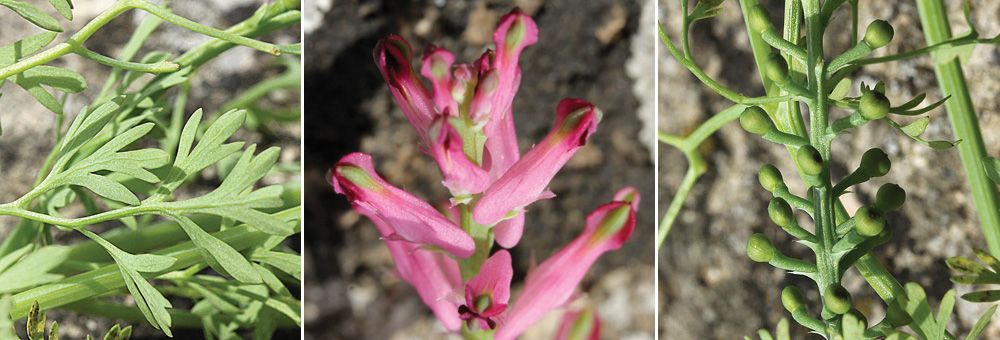 Fiche florale de la Fumeterre