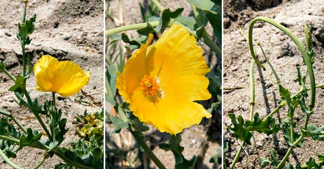 Fiche florale du Pavot cornu 