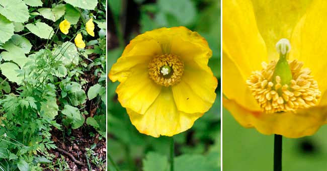 Fiche florale du Pavot jaune 