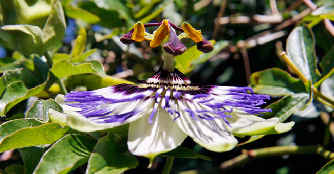 Fiche florale du Fruit de la Passion