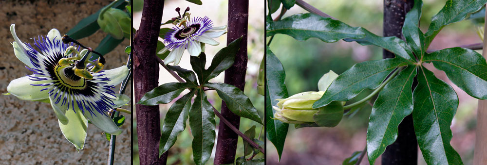 Fiche florale du Fruit de la Passion