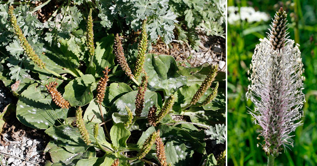 Fiche florale du Plantain btard