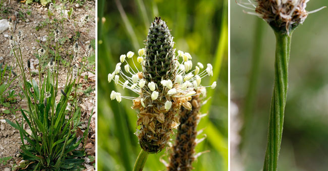 Fiche florale du Plantain lancol 