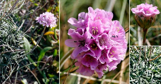 Fiche florale de l'Armrie maritime