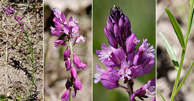 Fiche florale du Polygale chevelu