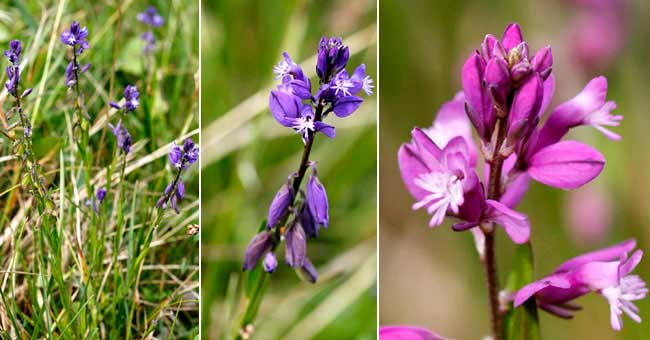 Fiche florale du Polygale commun