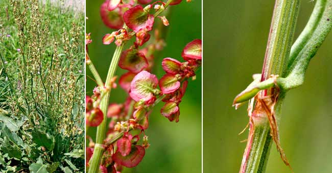 Fiche florale de l'Oseille sauvage