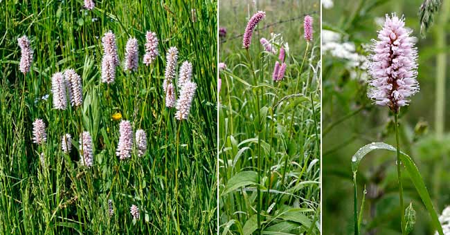 Fiche florale dela Renoue bistorte