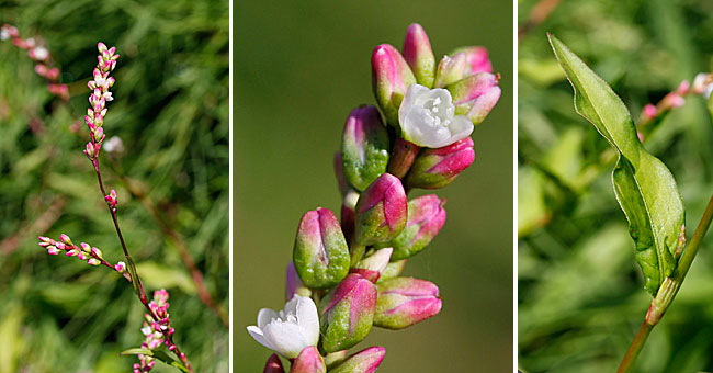 Fiche florale dela Renoue douce