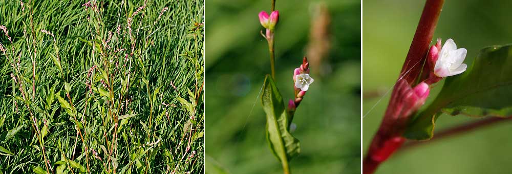 Fiche florale dela Renoue douce