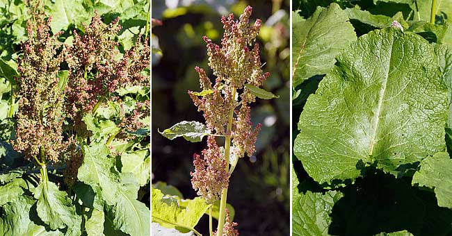 Fiche florale du Rumex des Alpes