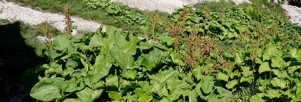 Fiche florale du Rumex des Alpes