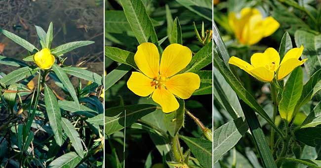 Fiche florale de la Lysimaque cilie