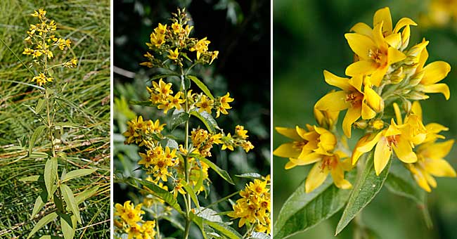 Fiche florale de la Lysimaque cilie