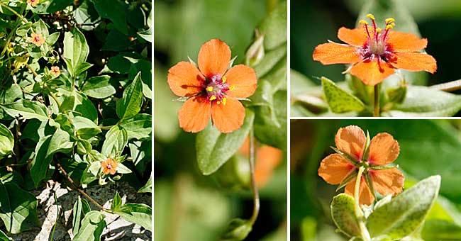 Fiche florale du Mouron rouge