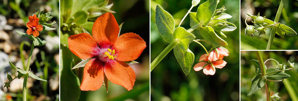 Fiche florale du Mouron rouge