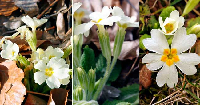 Fiche florale de la Primevre acaule