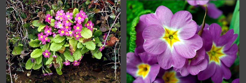 Fiche florale de la Primevre acaule