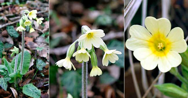 Fiche florale de la Primevre leve