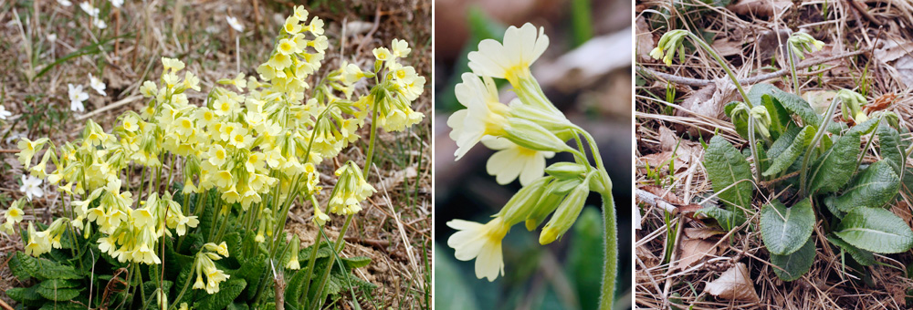 Fiche florale de la Primevre leve