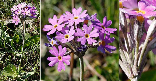 Fiche florale de la Primevre farineuse