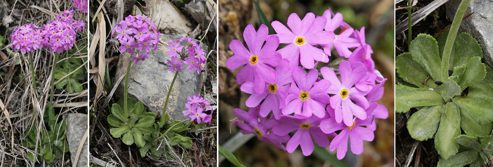 Fiche florale de la Primevre farineuse