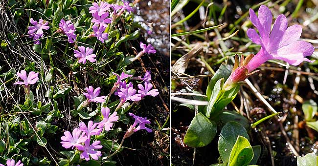 Fiche florale de la Primevre  feuiles entires