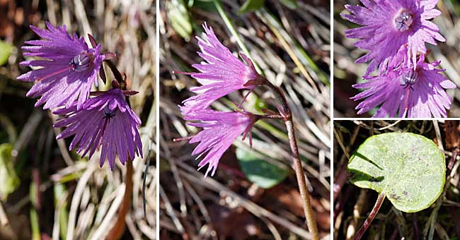 Fiche florale de la Soldanelle des Alpes