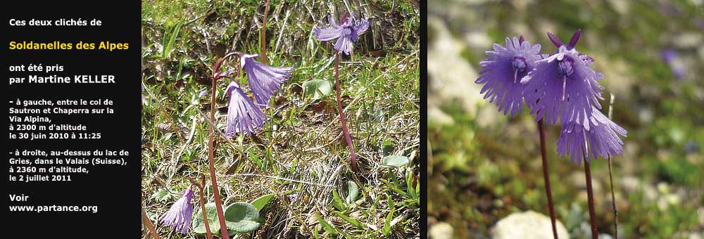 Fiche florale de la Soldanelle des Alpes