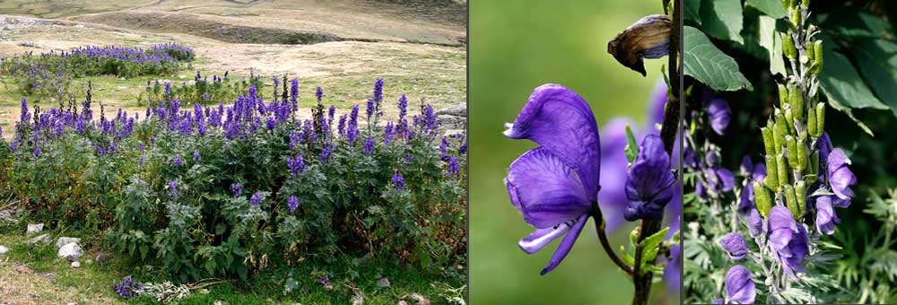 Fiche florale de l'Aconit napel