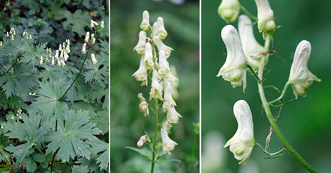 Fiche florale de l'Aconit tue-loup