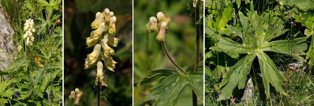 Fiche florale de l'Aconit tue-loup