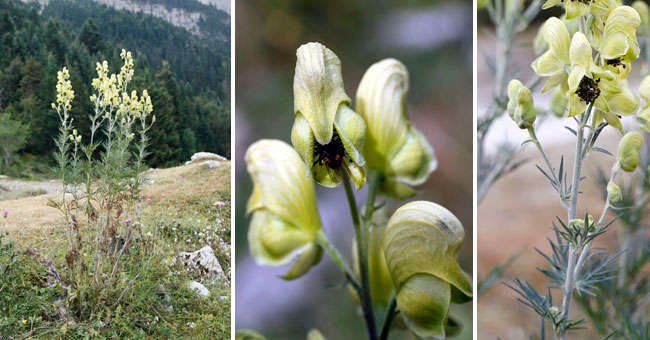 Fiche florale de l'Aconit vnneux