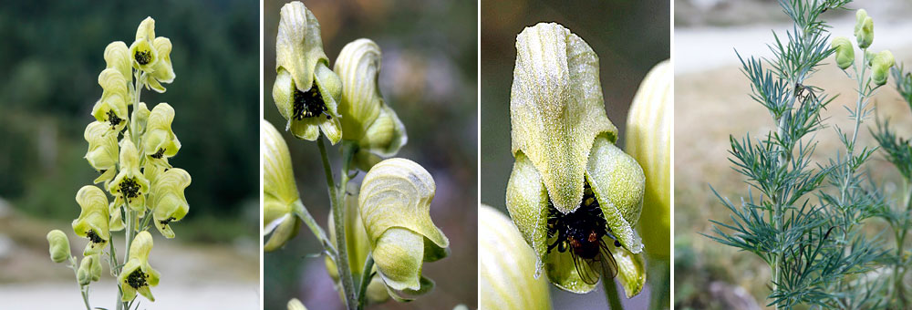 Fiche florale de l'Aconit vnneux