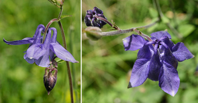 Fiche florale de l'Ancolie