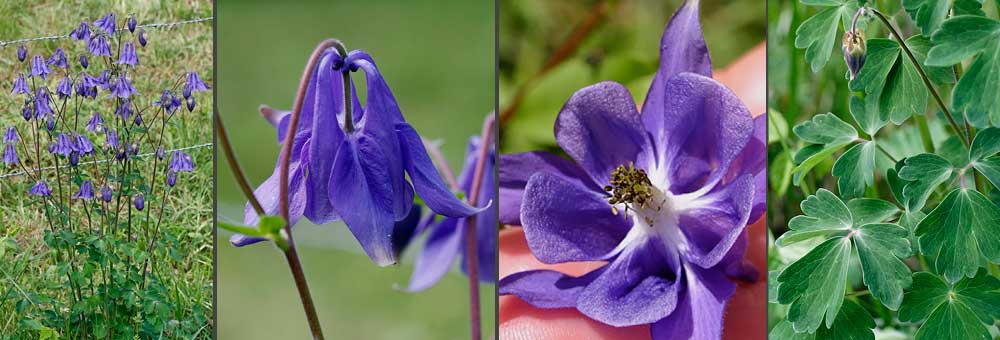 Fiche florale de l'Ancolie